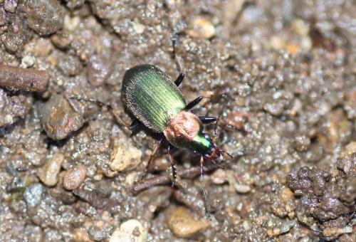 Réf. 191 747 : Chlaenius tibialis